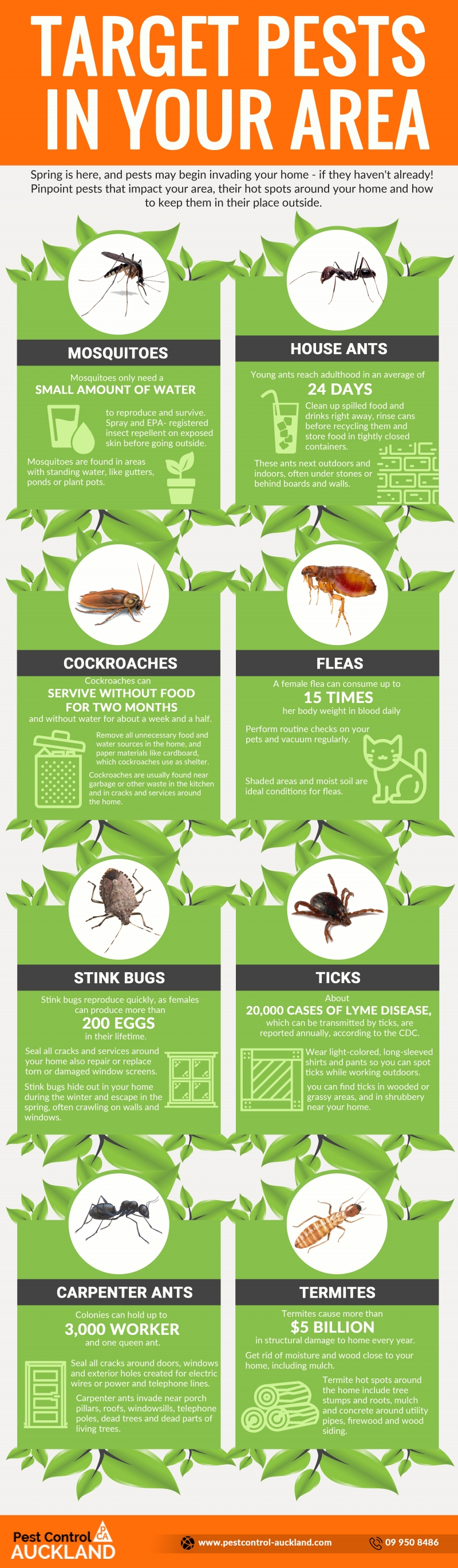 How to Find and Eliminate Pest from Your Household